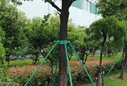 Ağaç Destek Çözümleri