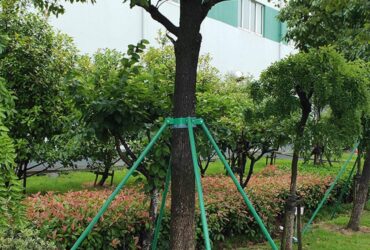 Ağaç Destek Çözümleri